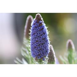 Horario de apertura Jardinería Soriano, Barcelona