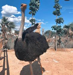 Horario de apertura La Mascota i el Jardí, Ríudoms