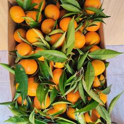 Horario de apertura BRUNO CITRUS S.L., Alcanar