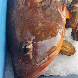 Horario de apertura Pescaderia TONI ., Puerto del Rosario
