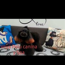 Horario de apertura Veya Peluquería Canina y tienda (Ozonoterapia), Colindres