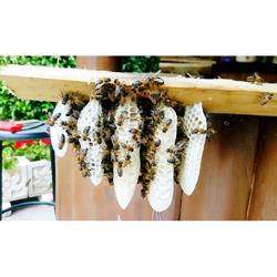 Horario de apertura Los Rescatadores De Abejas, Aldea del Fresno