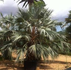 Horario de apertura Naturpalm, Ríudoms