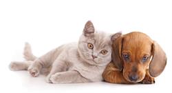 Clínica Veterinaria Vetercan en Gijón (Este) - Horario de apertura