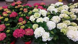Horario de apertura Cepaflor - Centro de Jardinería Santa Margarita, Caudete