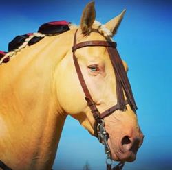 Horario de apertura La Magia del Caballo, San Miguel del Camino