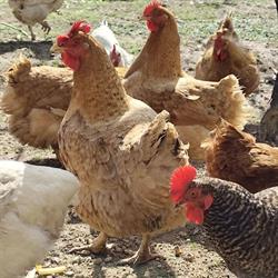 Horario de apertura Alpe Agropecuaria COMBARRO Y O BURGO, Combarro