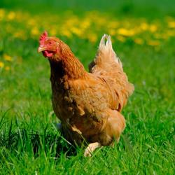 Horario de apertura Agrícola A Viña, Chao da Viña