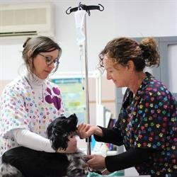 Horario de apertura Veterinaria Albella, L'Alcora