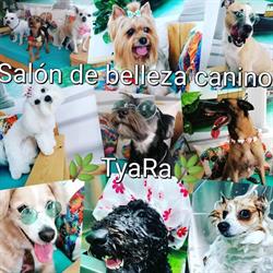 Horario de apertura Salón de Belleza Canina Tyara, Málaga