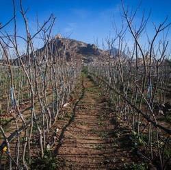 Horario de apertura Vivero Marviplant, Jumilla