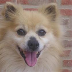 Horario de apertura Peluquería Canina Reme Rodríguez, Marchena
