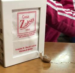 Horario de apertura Casa Zaleas, Villanueva de Córdoba