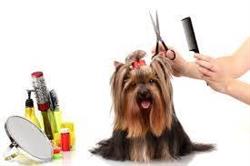Horario de apertura Peluqueria canina Ana Martinez, Mula