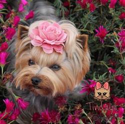 Horario de apertura Tindaya Peluquería Canina, Haría