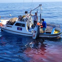 Horario de apertura Pescadería El rabil, Alcala