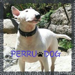 PerruDog en Barcelona (Sant Andreu) - Horario de apertura