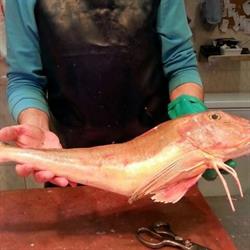 Horario de apertura Pescaderia LUIS Y MELI, Valladolid
