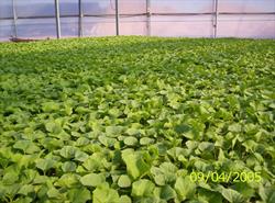 Horario de apertura Viveros y Semillas Hortiplant, S.L., Fuente Carreteros