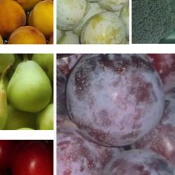 Horario de apertura Frutas Kora SL, Barbaño