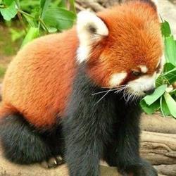 Horario de apertura Red Panda English Academy, Valencia