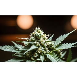 Horario de apertura Chapeau Weed Club Barcelona, 