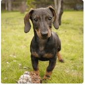 Horario de apertura TECKEL CANELA - PASEADOR CANINO S.L., Madrid