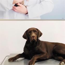 Horario de apertura Clínica Veterinaria Río, Cabra