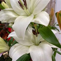 Horario de apertura D-Flowers, Fraga