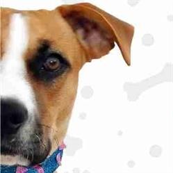 Horario de apertura El Stylo de Maya Peluqueria Canina, Motril