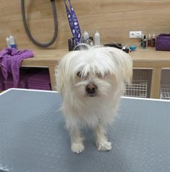 Horario de apertura Puppystyle Peluqueria Canina, San Fulgencio