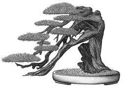 Horario de apertura Centro Bonsai Tenerife, El Adelantado