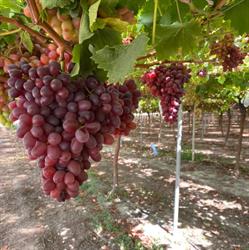 Horario de apertura Frutas Jopami S.L, De Monforte del Cid