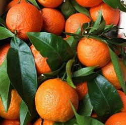 Horario de apertura Fruteria chrif archidona, Archidona