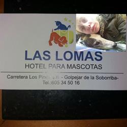 Horario de apertura Hotel Canino Las Lomas, Golpejar de la Sobarriba