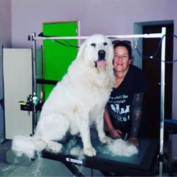 Horario de apertura DogSpa Stefanie Funken, Cas Concos des Cavaller