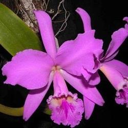 Horario de apertura La Orquidea, Benicarló