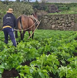 Horario de apertura La mujer del agricultor, La Orotava