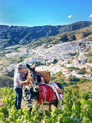 Horario de apertura Turismo Cómpeta, 