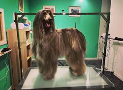 Horario de apertura Xiros Peluqueria Canina, Valladolid