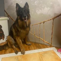 Horario de apertura Peluquería Canina Lenitor, Estepona