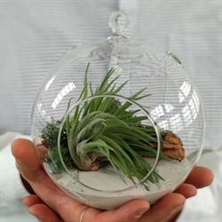 Plantas de aire en Gijón (Centro) - Horario de apertura