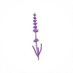 Aroma de Lavanda Fotografía en Zaragoza (Casco Antiguo) - Horario de apertura