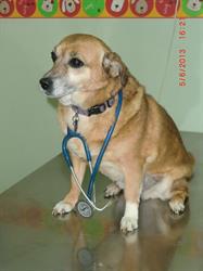 Horario de apertura Centro Veterinario San Antonio, Badalona