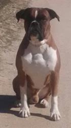 Horario de apertura Veterinaria Prado de Somosaguas, Pozuelo de Alarcón