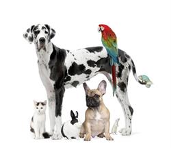 Horario de apertura Veterinaria Peñalara 24H Pozuelo, Pozuelo de Alarcón