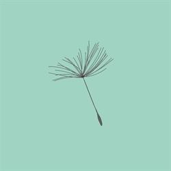 Horario de apertura Dandelion, Burgos
