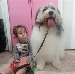 Peluqueria Canina Barber DOG en Málaga (Bailén-Miraflores) - Horario de apertura
