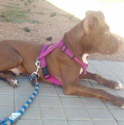 Horario de apertura Pelu-Can Peluquería Canina, Los Santos de Maimona
