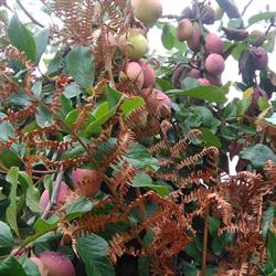 Horario de apertura Frutería El DRAGO, San Cristóbal de La Laguna